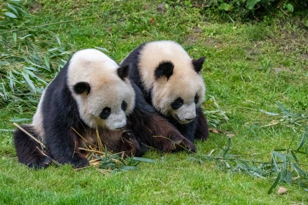 istock Giant pandas, baby panda and his mothe 1460461954