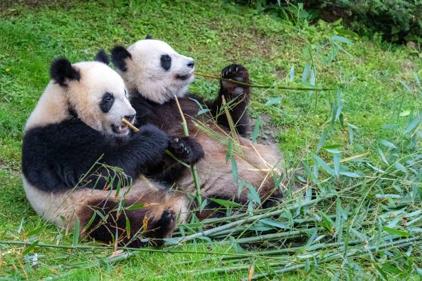 pandy olbrzymie, pandy niedźwiedzie - melanoleuca zdjęcia i obrazy z banku zdjęć