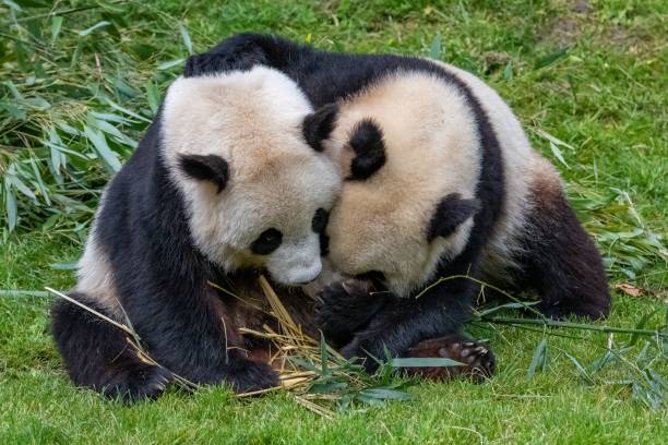 istock Giant pandas, baby panda and his mothe 1460462061