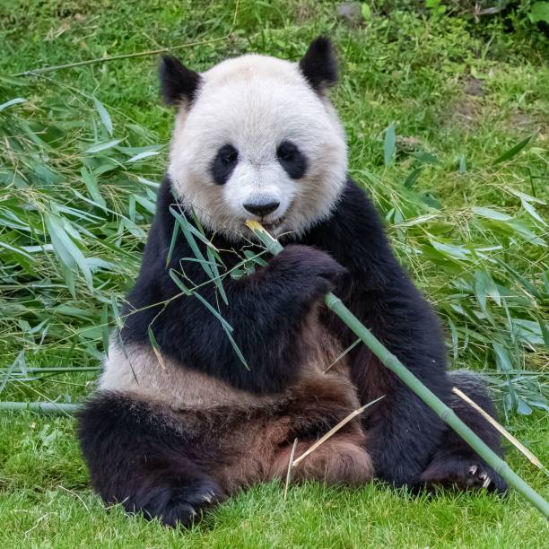 istock Young giant panda eating 1460462126