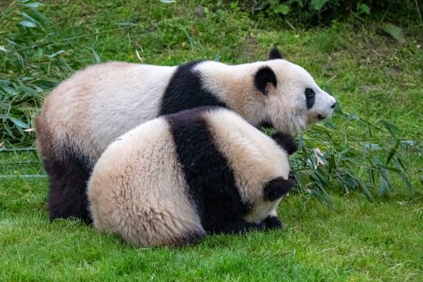 istock Giant pandas, baby panda and his mothe 1460462134