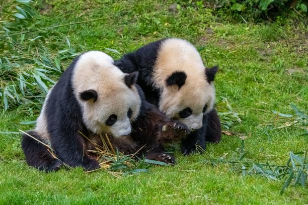 istock Giant pandas, baby panda and his mothe 1460462165