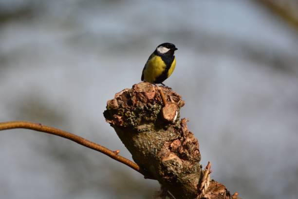 istock Adorable great tit perched on leafless tree branch on blur background 1460462230