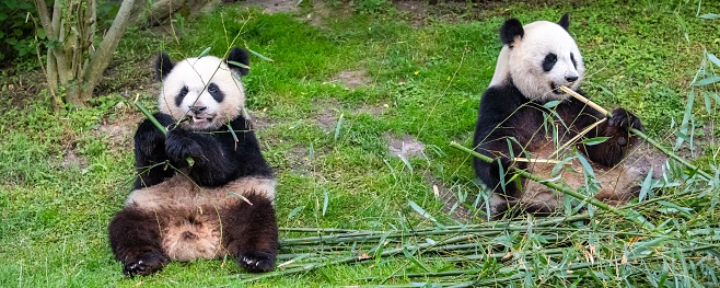 A panda eats a large bamboo stalk.  Kinda looks like it is playing a flute in my opinion.