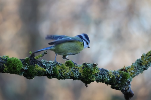 A blue tit bird perched on a tree branch