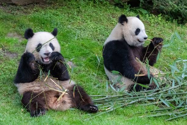 istock Giant pandas, bear pandas 1460462362
