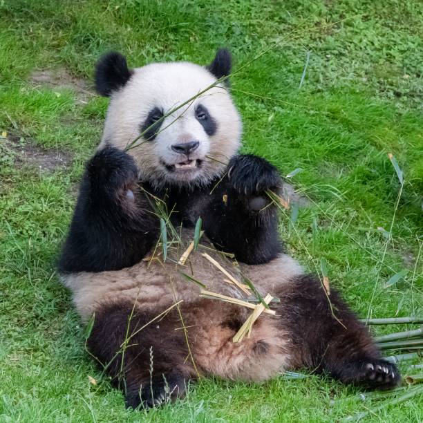 istock Young giant panda eating bamboo 1460462412