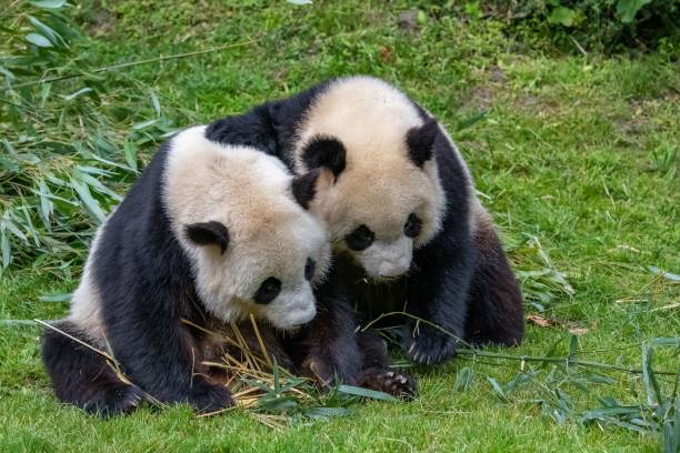 istock Giant pandas, baby panda and his mothe 1460462417
