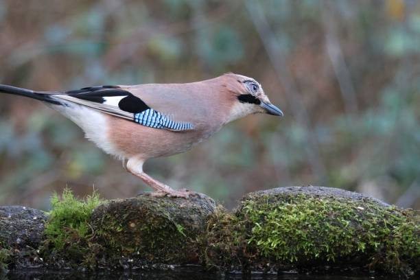 istock Closeup shot of the jay bird on a stone 1460462425