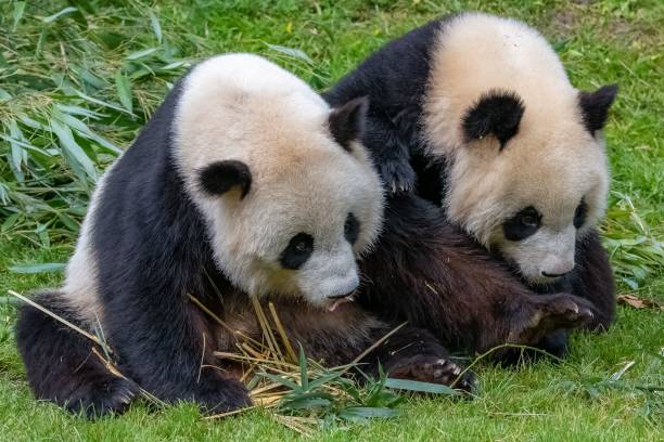 istock Giant pandas, baby panda and his mothe 1460462506