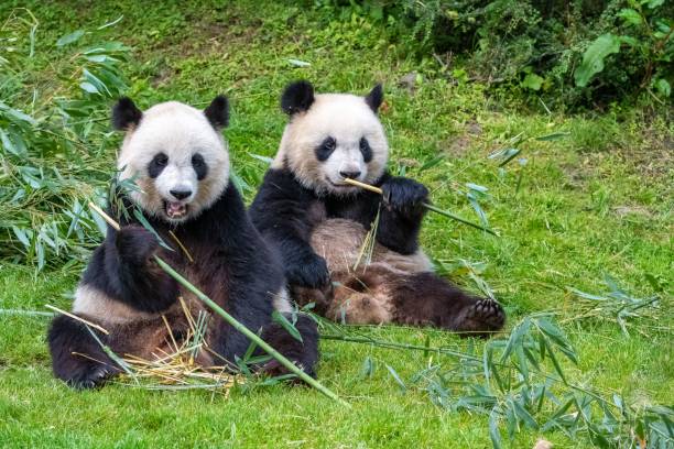 istock Giant pandas, baby panda and his mothe 1460462508
