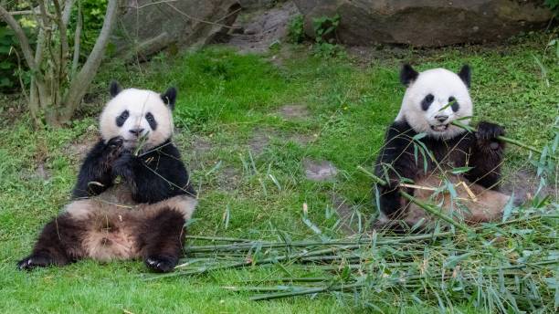 istock Giant pandas, bear pandas 1460462558