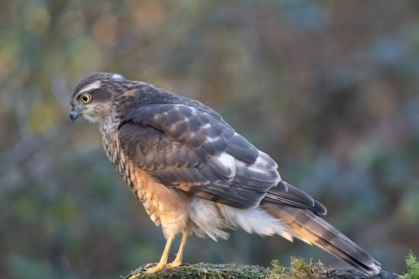 istock Closeup shot of the Sparrow-hawk bird perched on a tree branch 1460462740