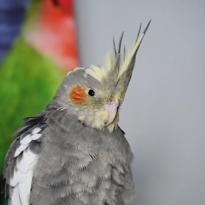 A closeup of a cute gray Corella parrot with red cheeks and long feathers indoors