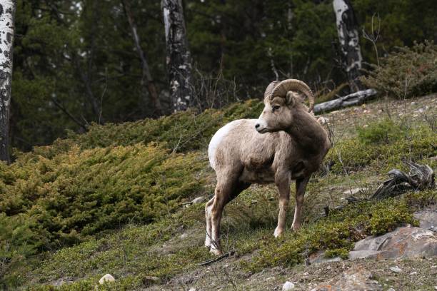 istock Bighorn sheep (Ovis canadensis) in the forest 1460463058