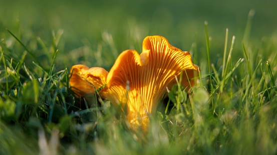 A closeup of a Yellow chanterelle mushroom (kantarell) on the green grass on the blurred background