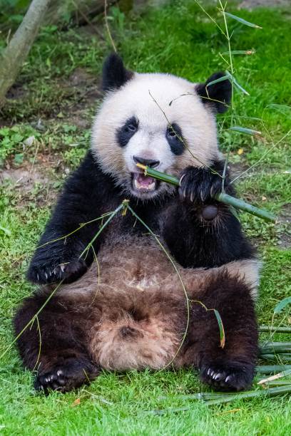 istock Young giant panda eating bamboo 1460463953