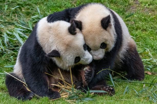 istock Giant pandas, baby panda and his mothe 1460463977