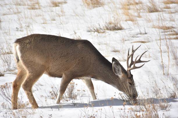 istock Beautiful white-tailed deer ( Odocoileus virginianus) grazing on a snowy winter day 1460464147