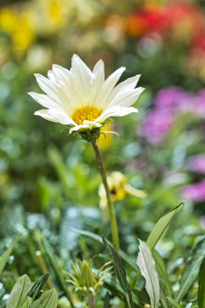 istock Vertical shot of the beautiful Compositae flower on a blurred background 1460464154