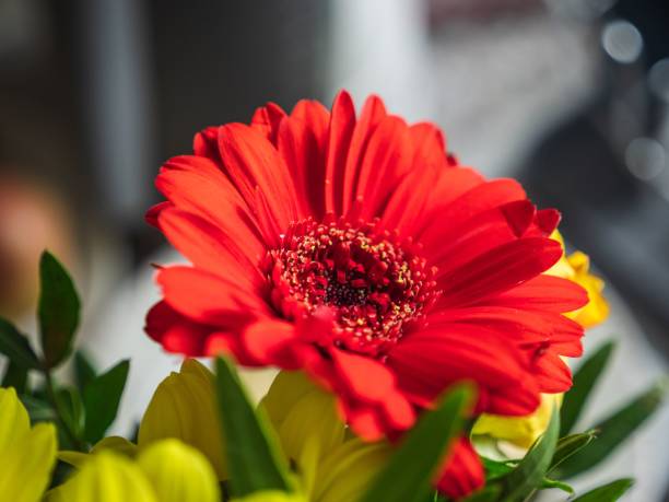 A closeup of a beautiful gerbera