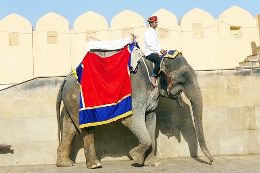 Udaipur, India – November 13, 2018: An Elephant in Udaipur City Palace in India