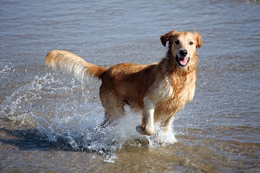 A cute cheerful Golden Retriever having fun on the beach with splashing sea waves