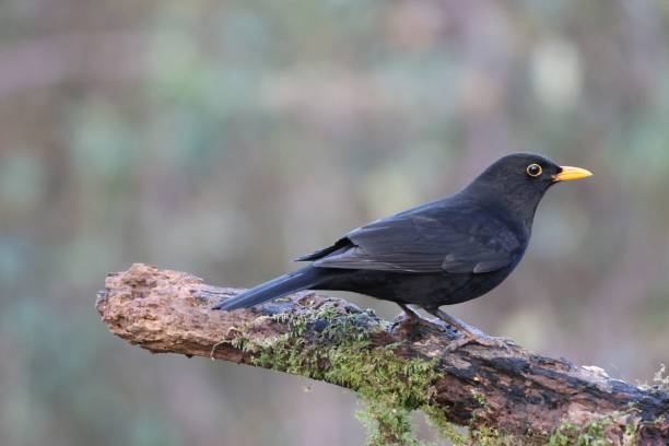 istock Closeup shot of the blackbird perched on a tree branch 1460465387