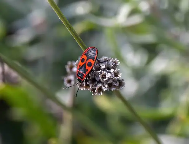 A closeup shot of a European firebug on a flower isolated on a blurred background