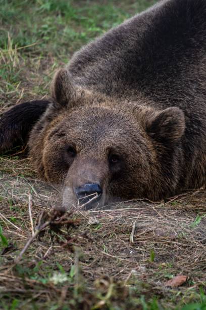 istock Vertical shot of a brown bear in a forest during the day 1460465624