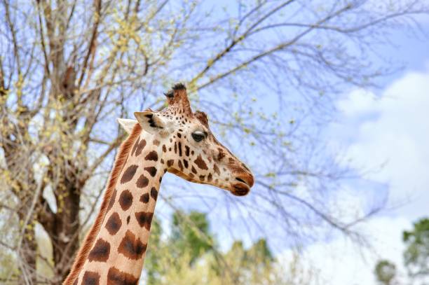 istock Close-up shot of a giraffe's head viewed from the side with some trees 1460465679