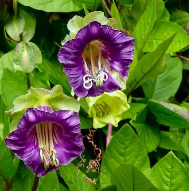 A vertical close-up cup-and-saucer vine flowers (Cobaea scandens) in a garden