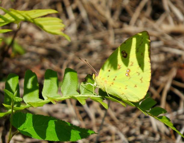 istock Macro cloudless sulphur butterfly (Phoebis sennae) on a tree in sunlight 1460465779
