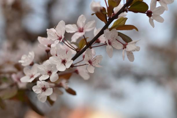 istock Selective focus shot of cherry tree blossoms 1460466147