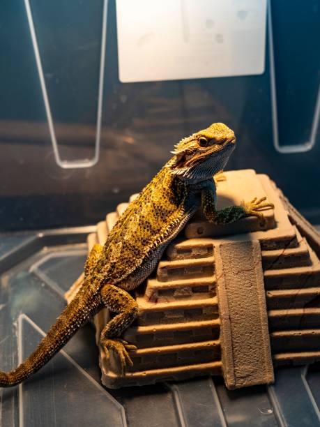 istock Vertical high angle shot of a Central bearded dragon leaned on a pyramid-like statue 1460466397