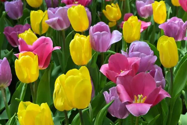 Photo of Magenta Tulip flowers with exposed stamens and stigmas in a field of colorful flowering plants