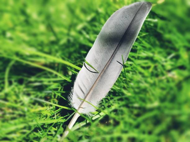 two coloured feathers