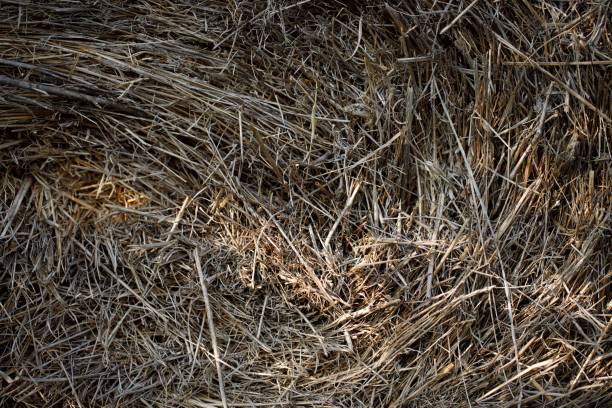 istock Closeup side view of hay bale 1460466806