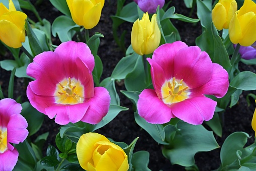 Tulip flowers are usually large & showy with bright warm colors: red, pink, yellow, or white, and often have a different colored blotch internally.