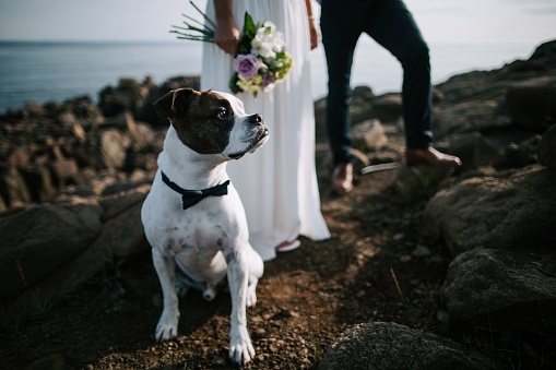 A closeup of a Staffordshire Bull Terrier with a bow standing on a cliff with the bride and groom