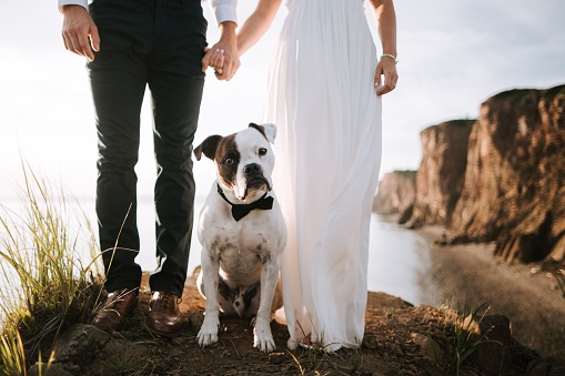 A closeup of a Staffordshire Bull Terrier with a bow standing on a cliff with the bride and groom