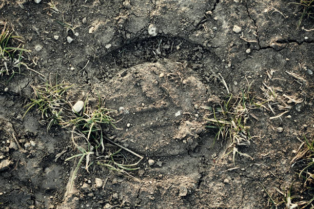 istock One Horseshoe Print In The Ground 1460468132