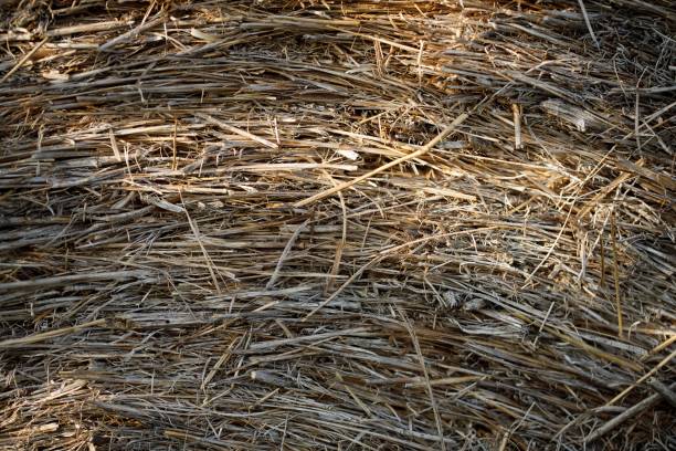 istock Closeup side view of hay bale 1460468287
