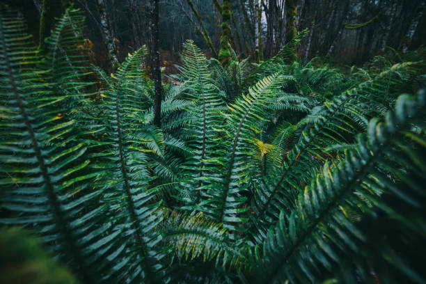 Free Stock Photo of Deep Forest - Ferns Growing on Temperate Rainforest ...
