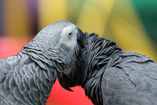 The two gray parrots against a blurred background