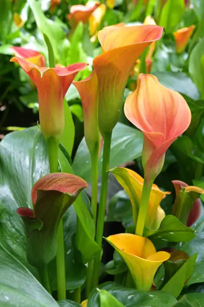 Photo of Collection of orange and yellow infloresences of Zantedeschia sp. or Calla Lily plant
