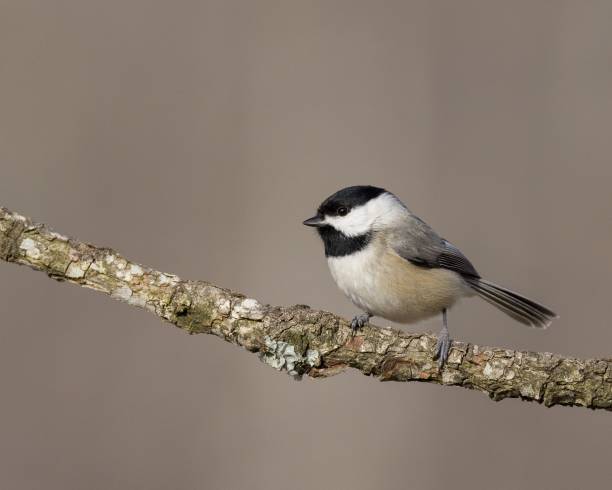 istock Closeup of a black-capped chickadee, Poecile atricapillus. 1460469730