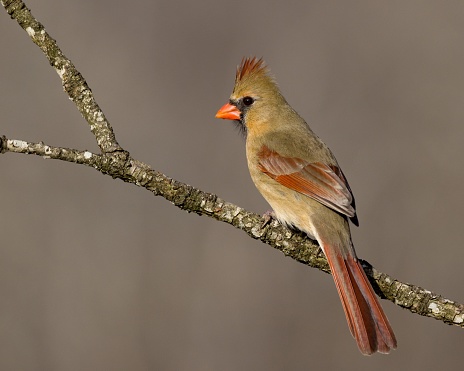 A closeup of a female northern cardinal, Cardinalis cardinalis.