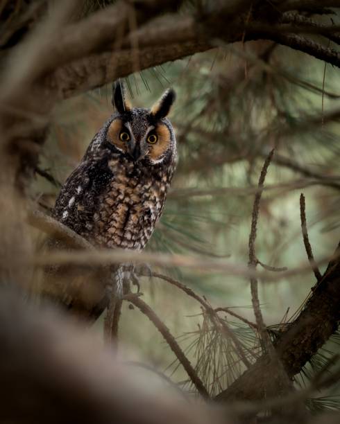 istock Vertical closeup of a long-eared owl on a tree branch. Asio otus. 1460469733