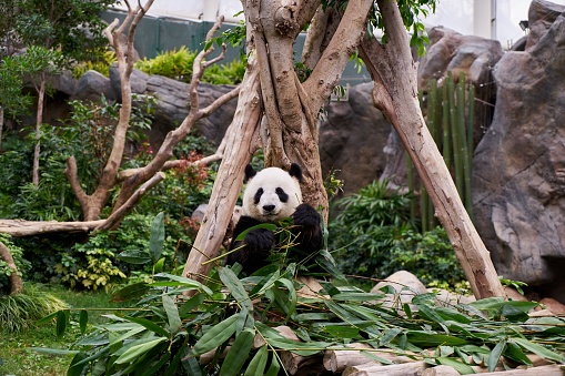 A panda holding green leaves in park